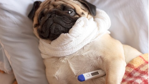 un bulldog avec un thermometre sous la patte